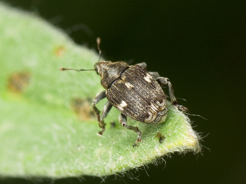 Mogulones cynoglossi (Frauenfeld, 1866)